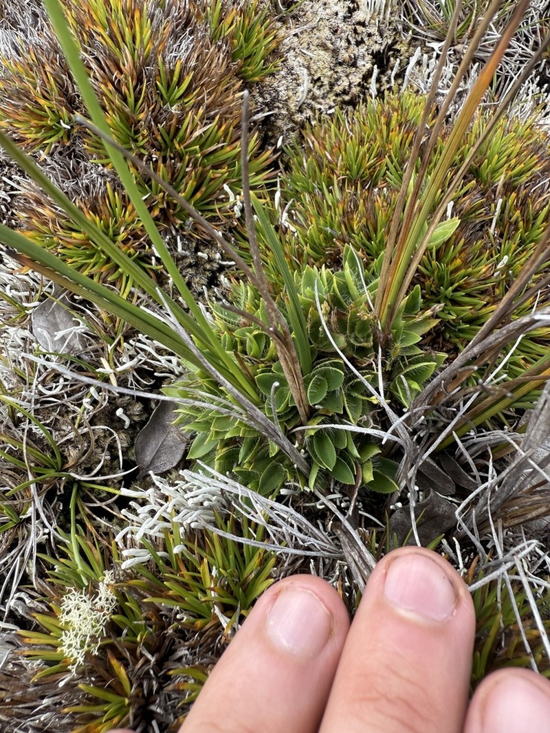 Maui Rosette Grass photo 8