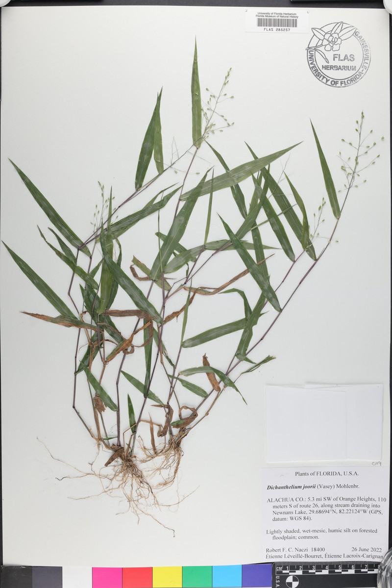 Dichanthelium joorii