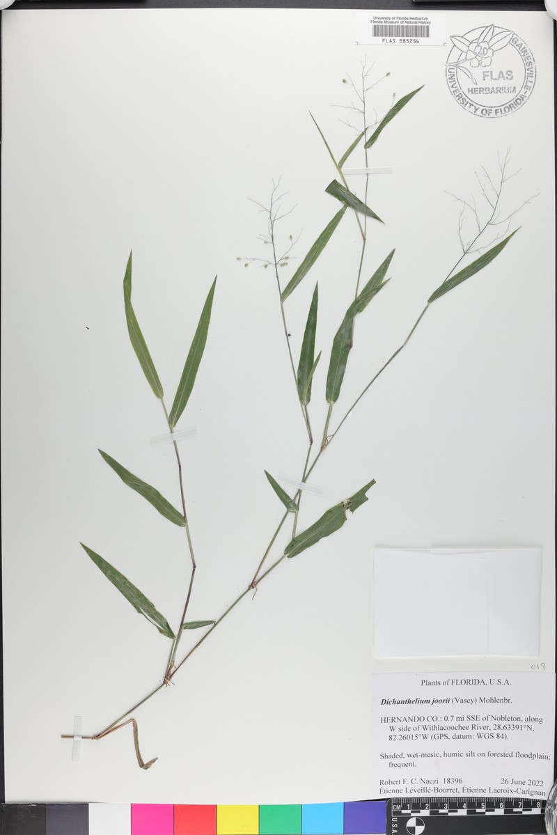 Dichanthelium joorii photo 2