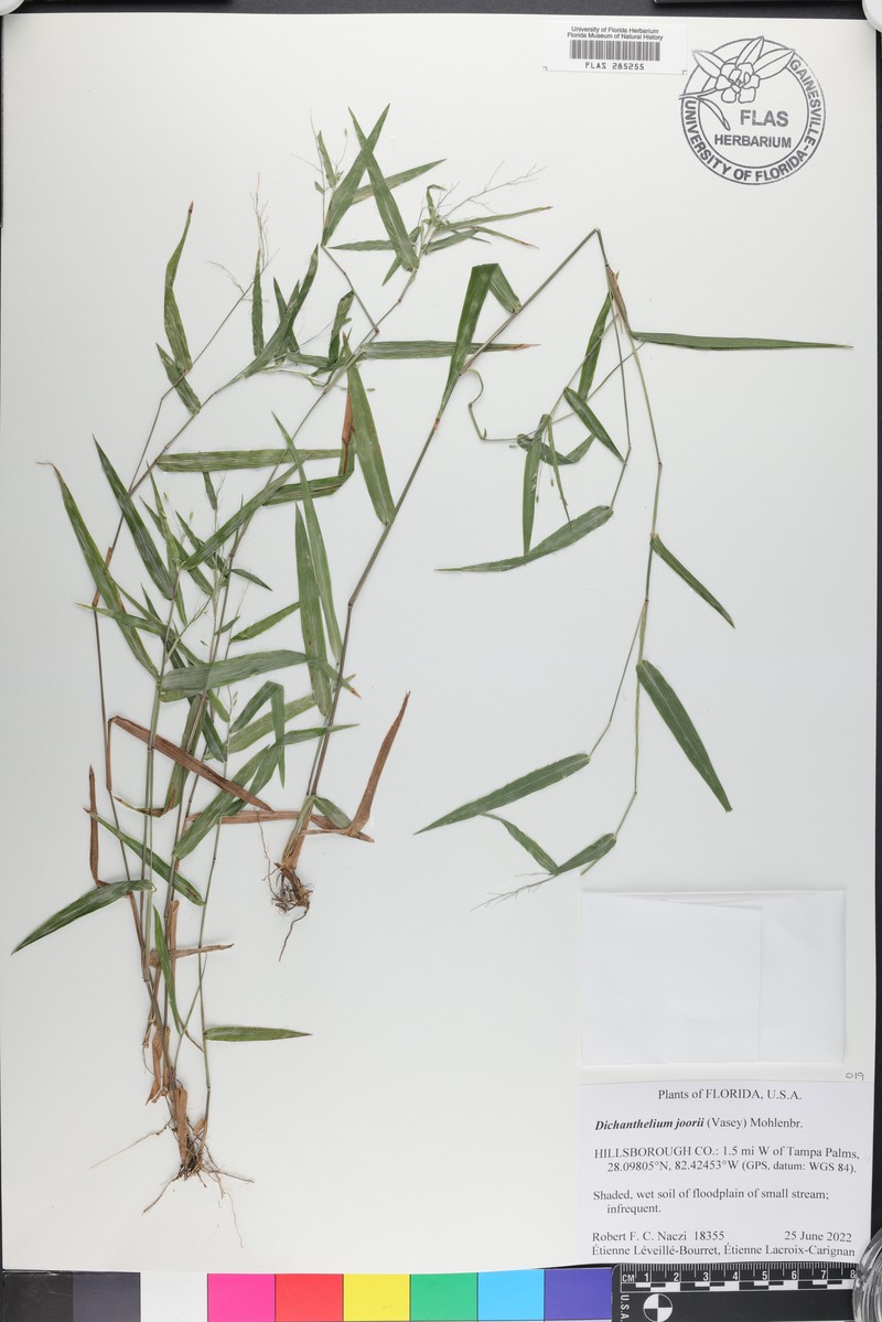 Dichanthelium joorii photo 3