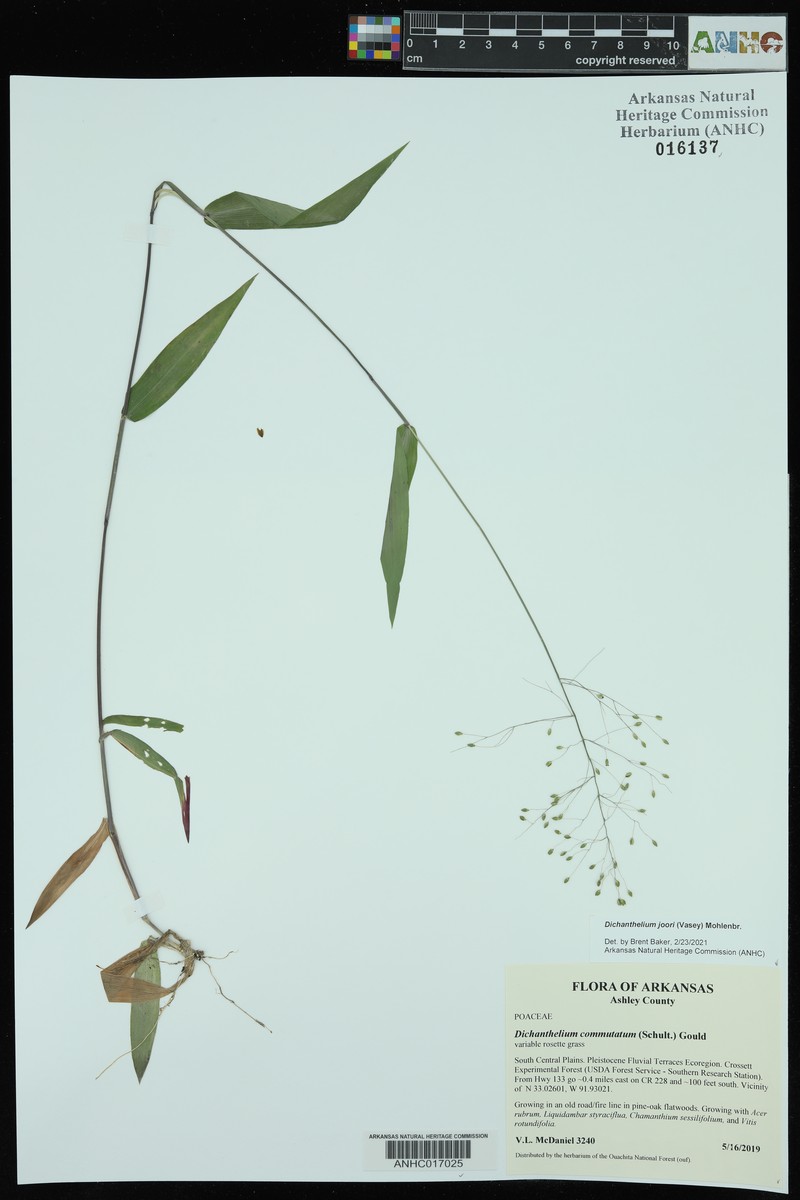 Dichanthelium joorii photo 5