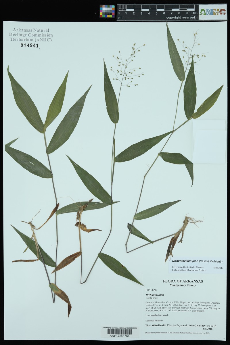 Dichanthelium joorii photo 8