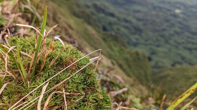 Koolau Rosette Grass