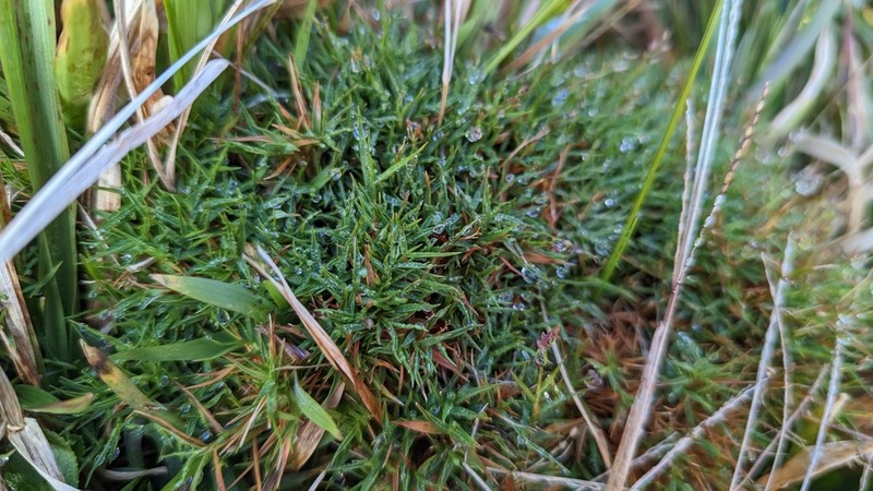 Koolau Rosette Grass photo 2