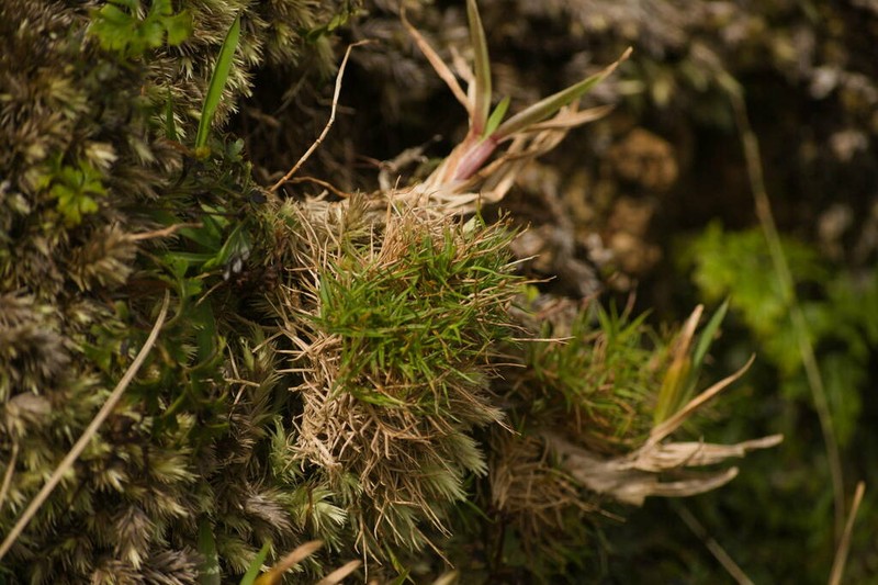 Koolau Rosette Grass photo 3