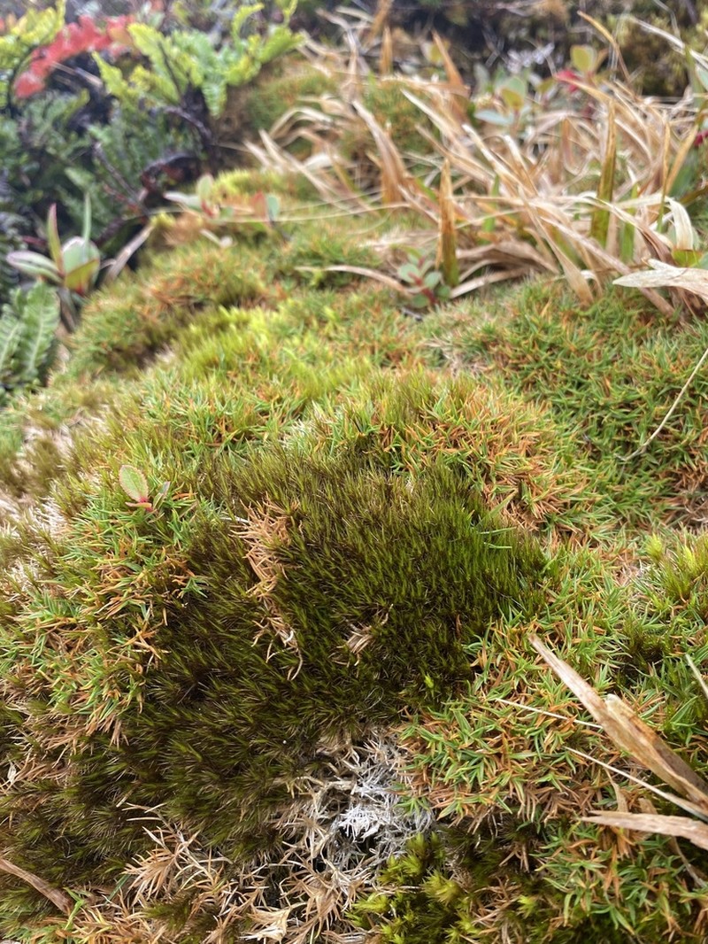 Koolau Rosette Grass photo 4