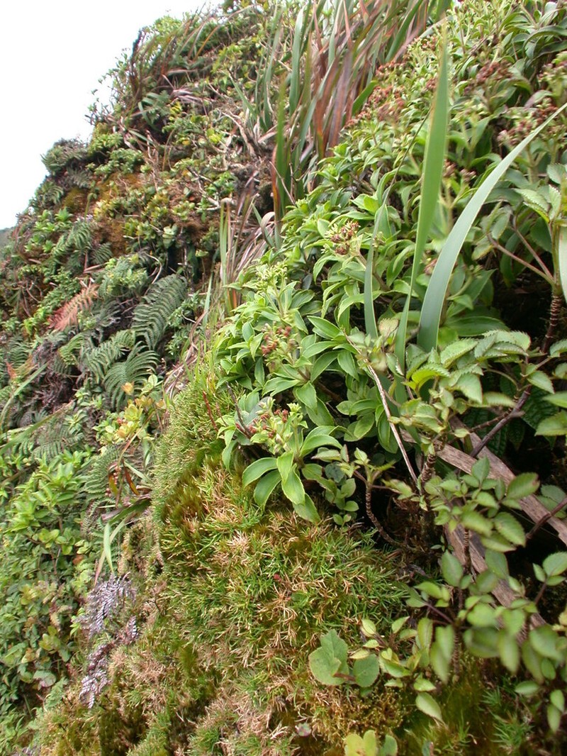 Koolau Rosette Grass photo 5
