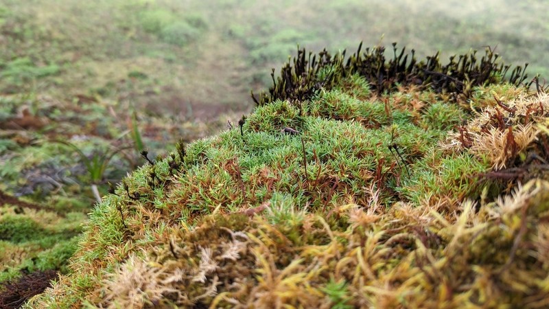 Koolau Rosette Grass photo 6