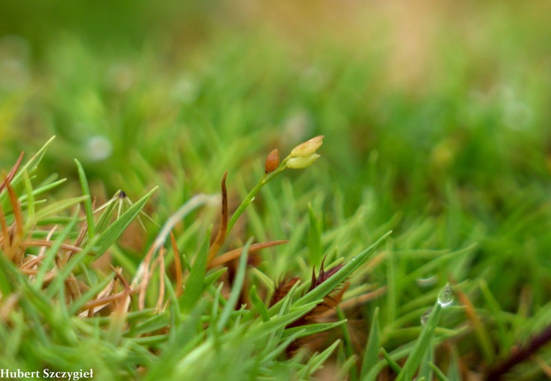 Koolau Rosette Grass photo 7