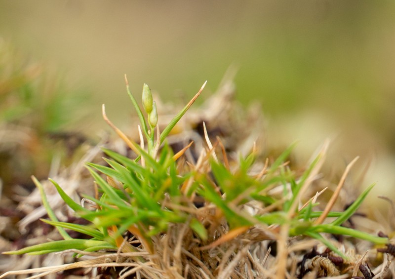 Koolau Rosette Grass photo 8