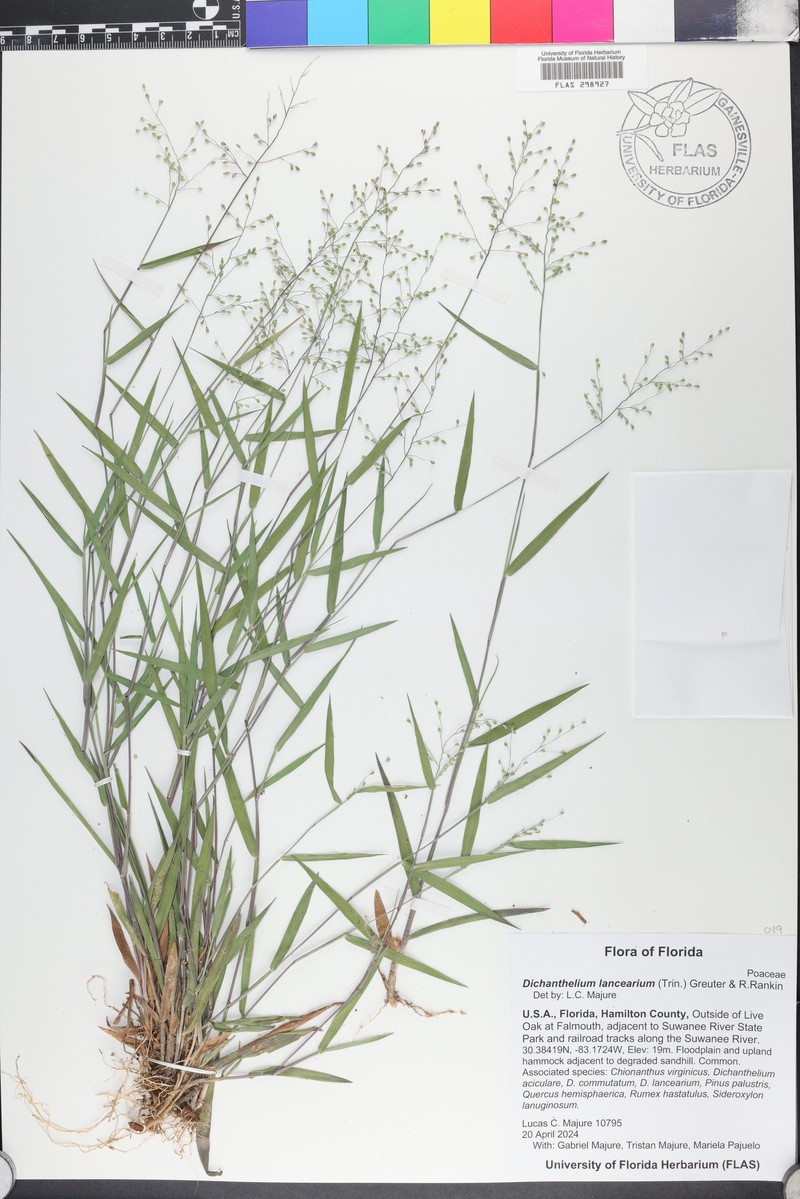 Dichanthelium lancearium
