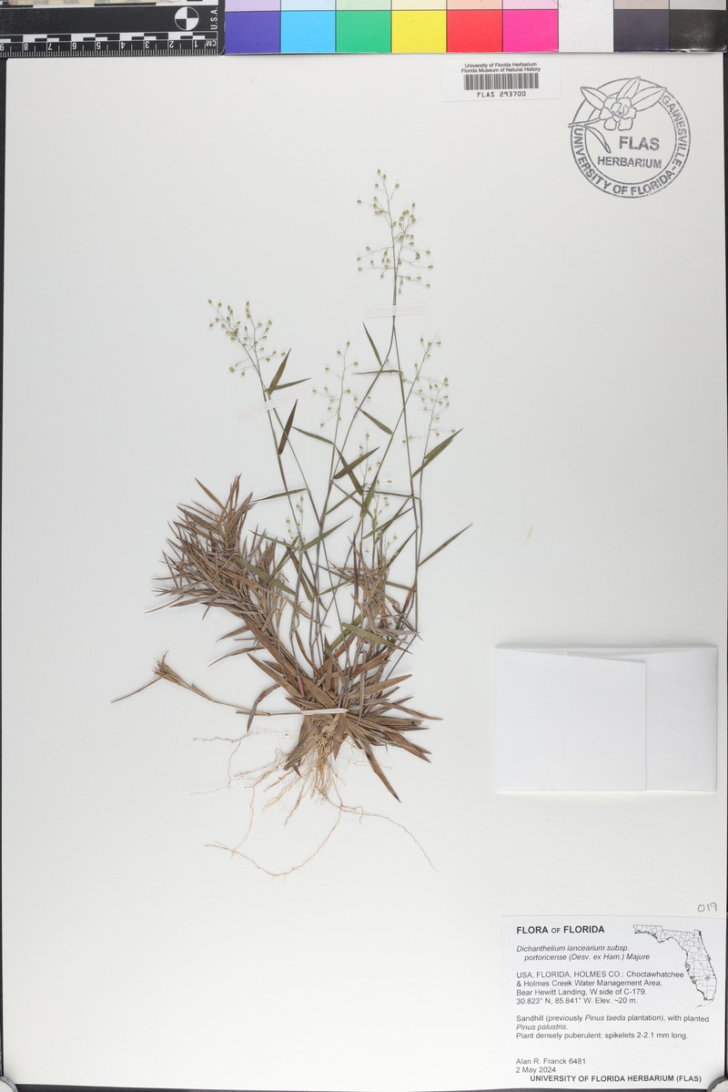 Dichanthelium lancearium photo 2
