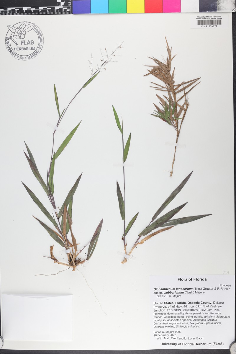 Dichanthelium lancearium photo 4