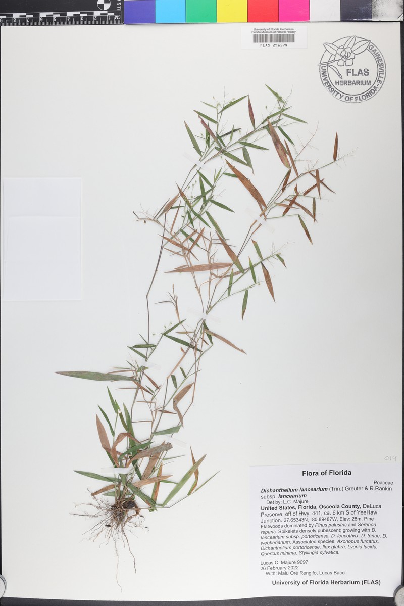 Dichanthelium lancearium photo 5