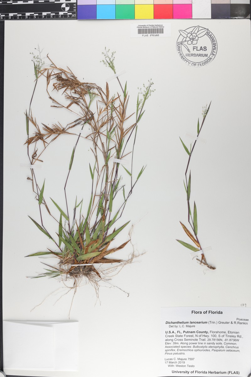 Dichanthelium lancearium photo 6