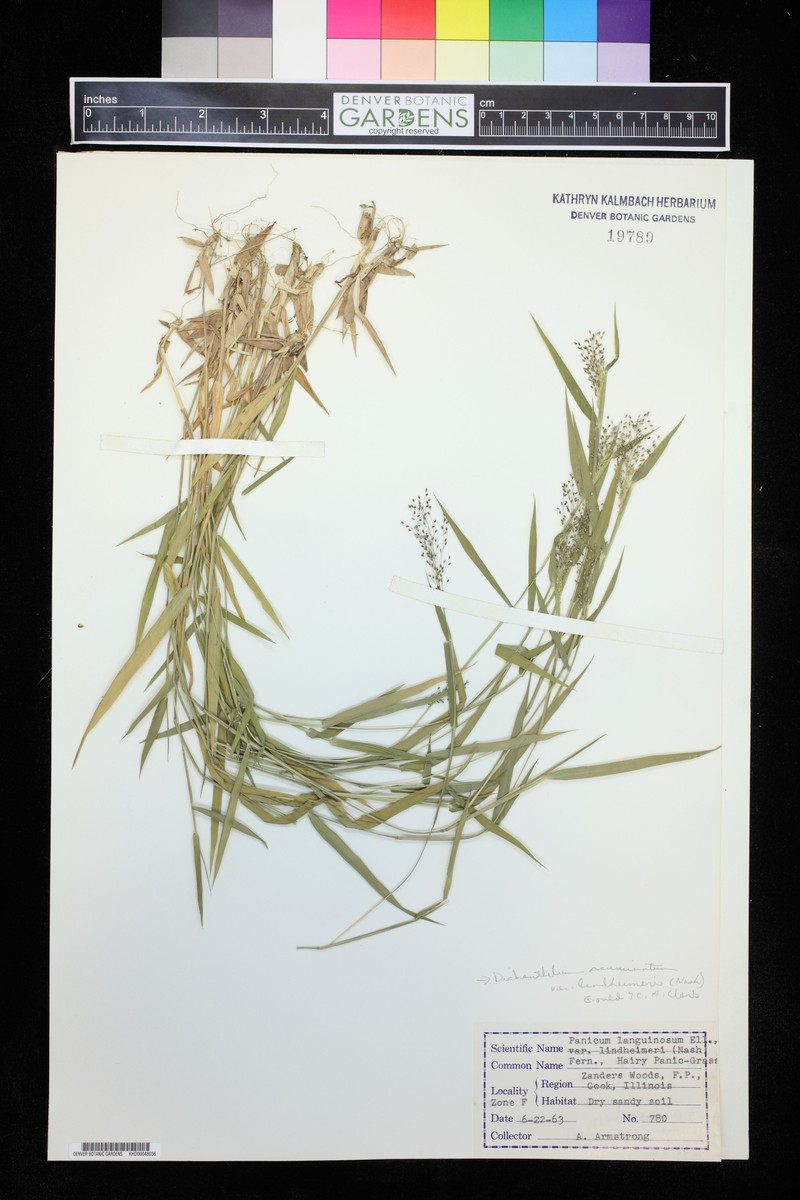 Dichanthelium languidum