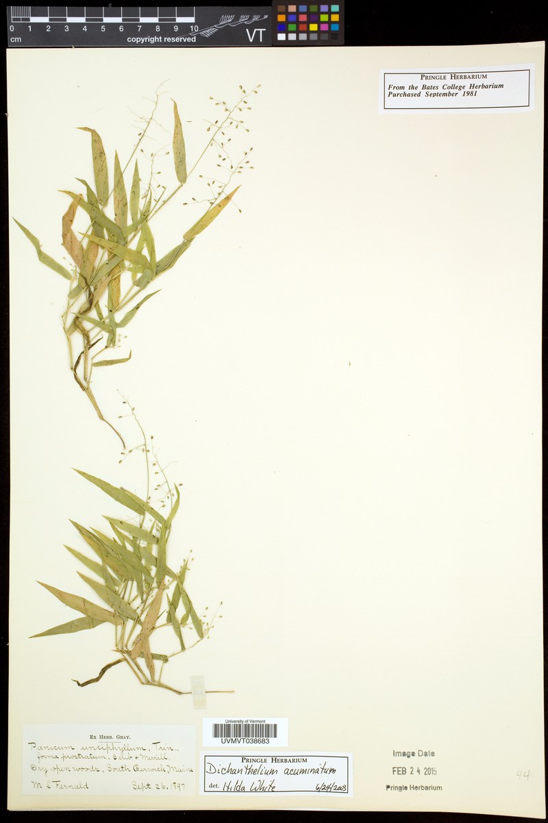 Dichanthelium languidum photo 2