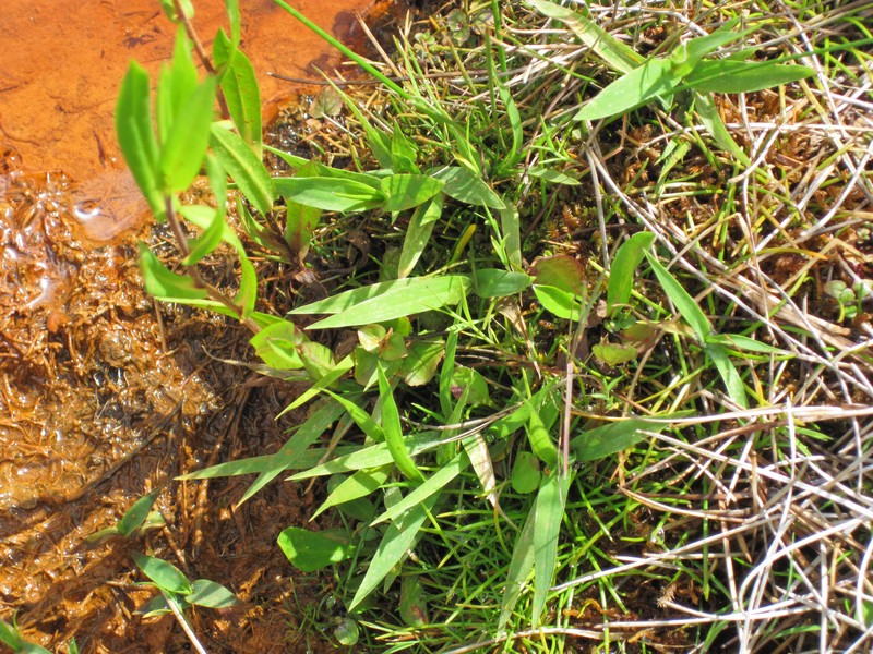 Dichanthelium lanuginosum