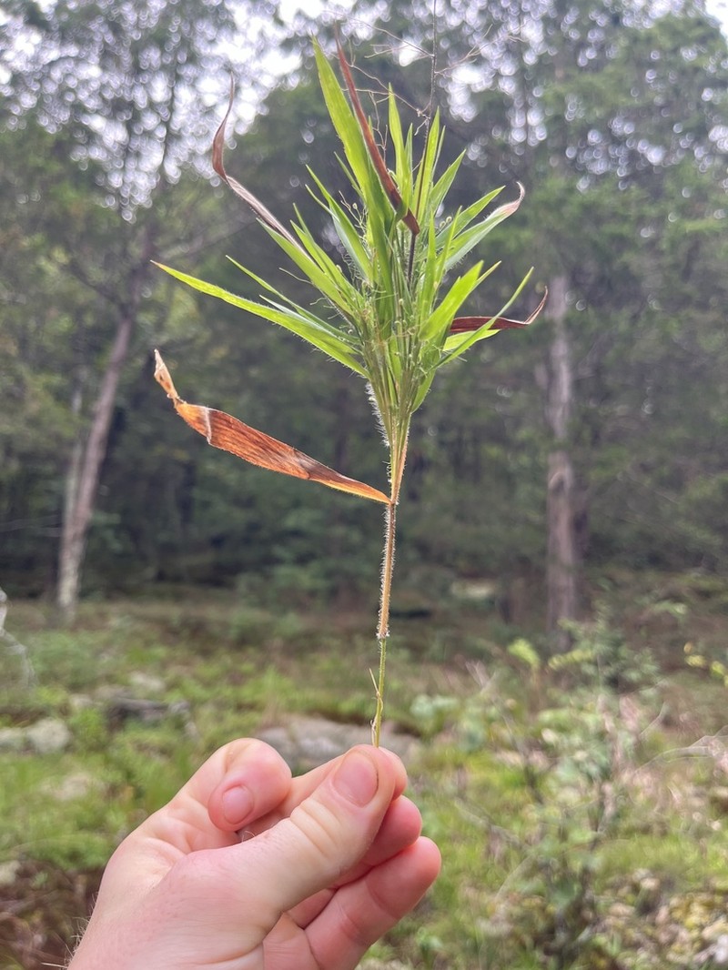 Dichanthelium lanuginosum photo 2