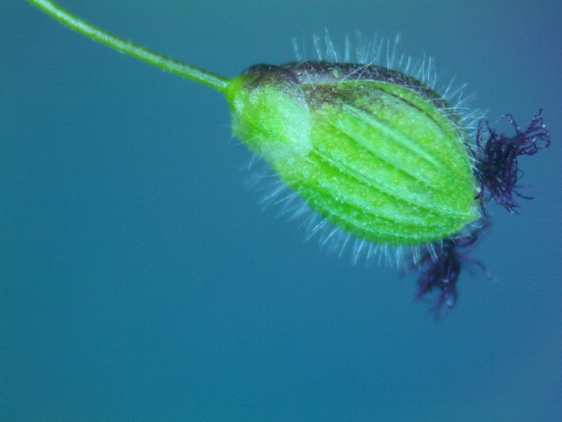 Dichanthelium lanuginosum photo 3
