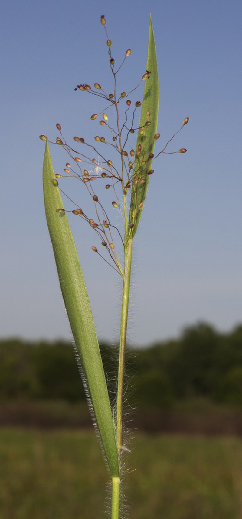 Dichanthelium lanuginosum photo 4