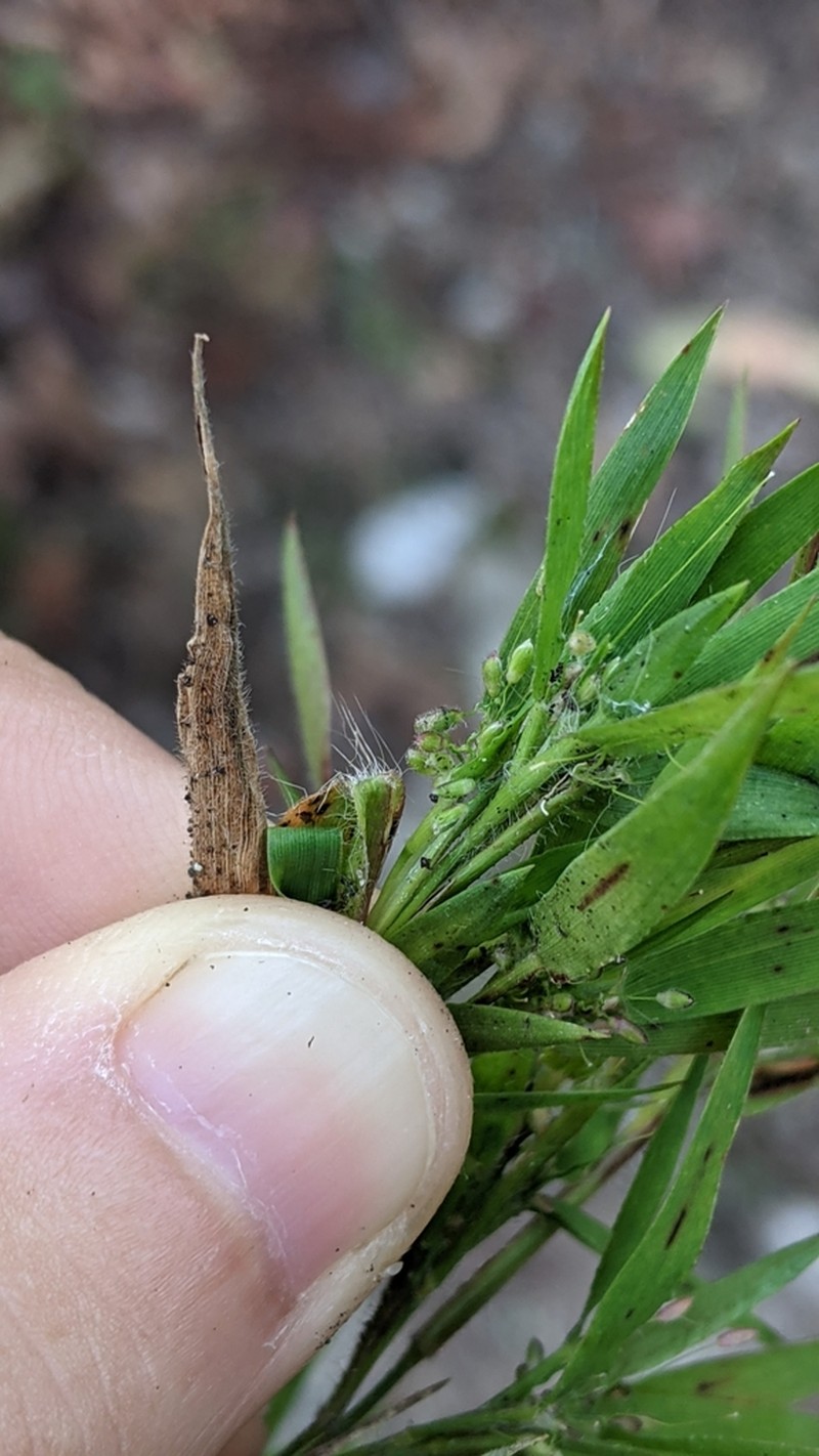 Dichanthelium lanuginosum photo 5