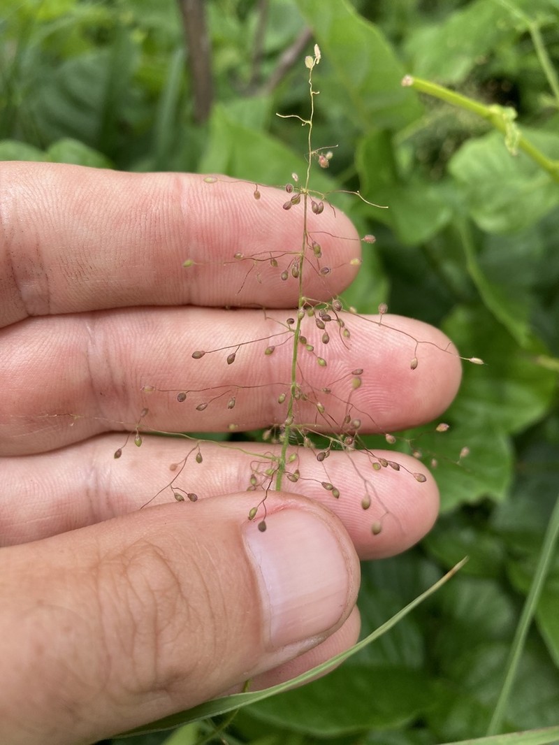 Dichanthelium lanuginosum photo 6