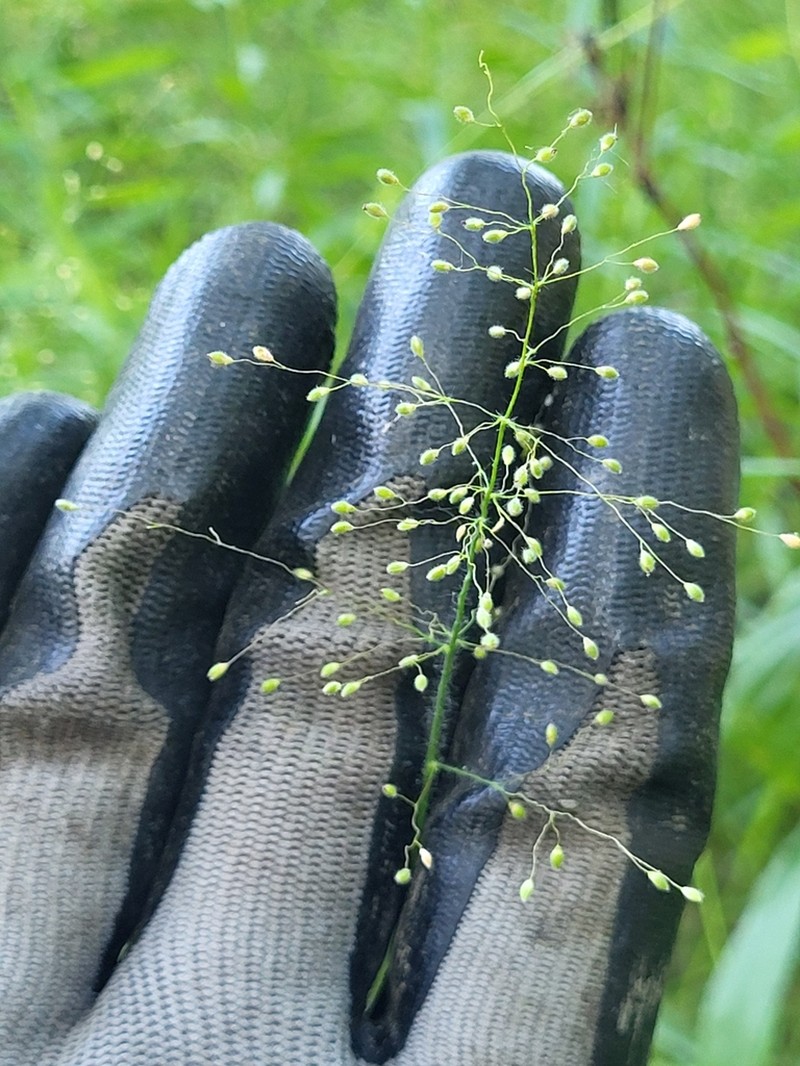 Dichanthelium lanuginosum photo 7