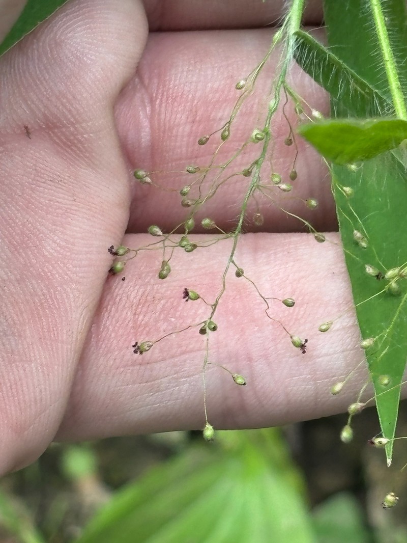 Dichanthelium lanuginosum photo 8