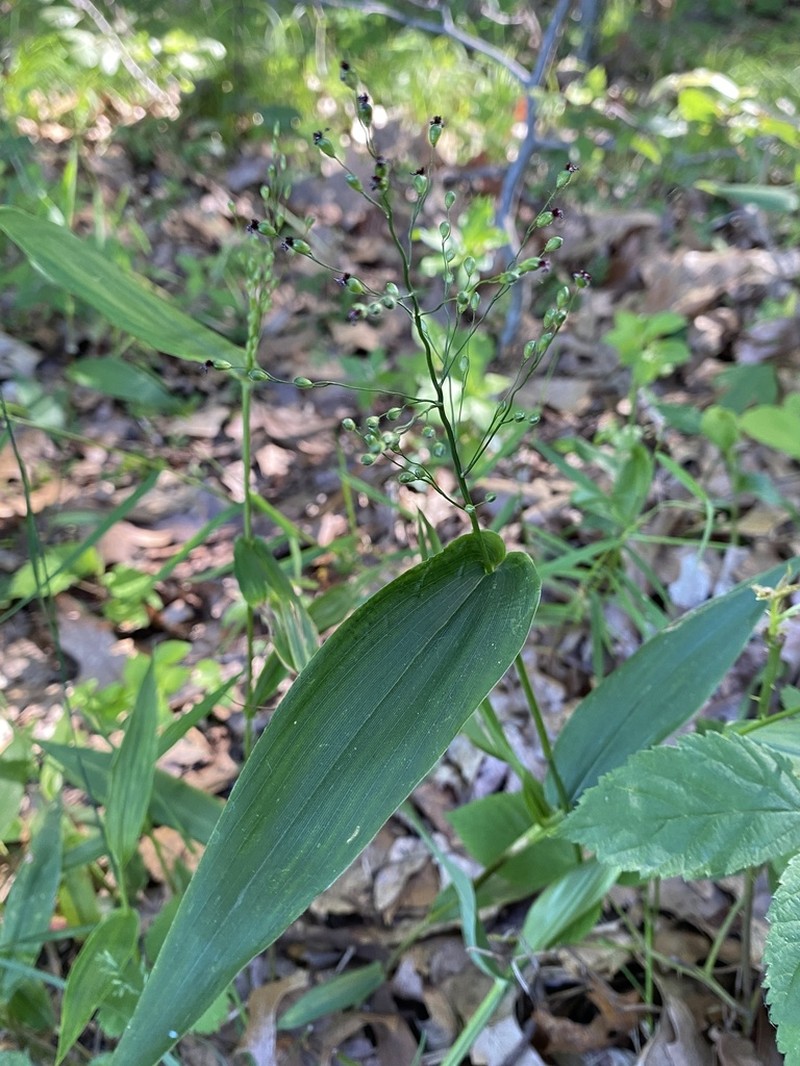 Broadleaf Rosette Grass