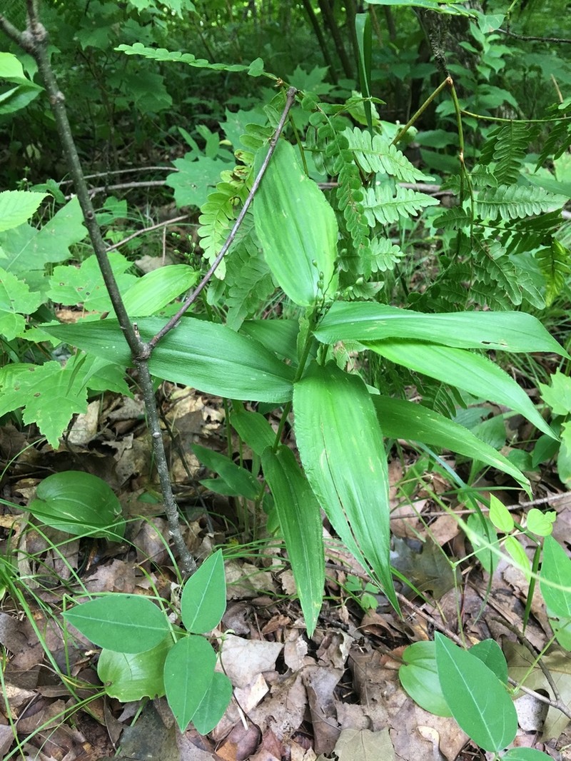 Broadleaf Rosette Grass photo 2