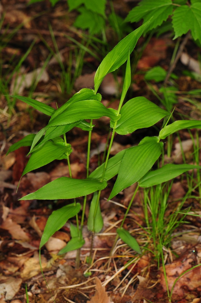 Broadleaf Rosette Grass photo 3