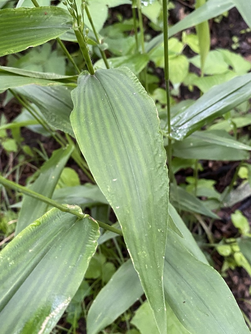 Broadleaf Rosette Grass photo 4
