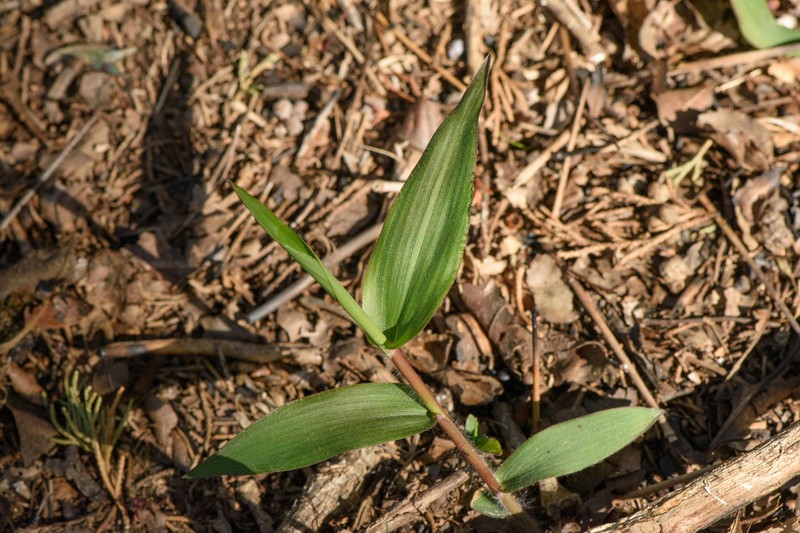 Broadleaf Rosette Grass photo 5