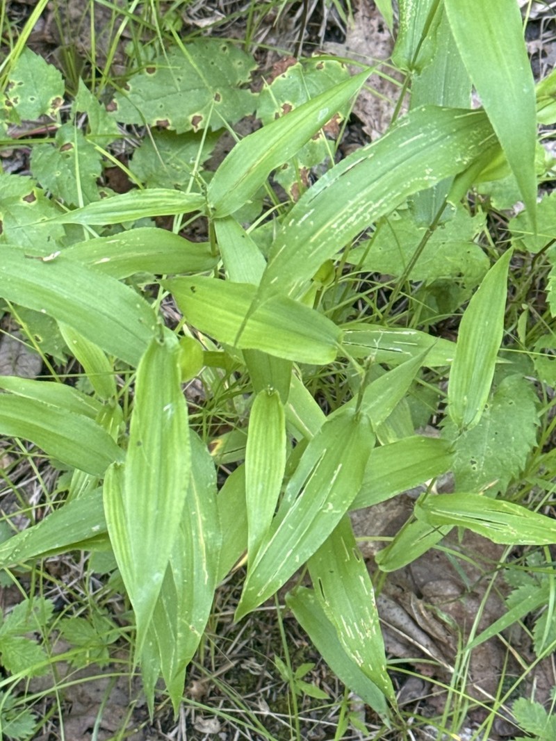 Broadleaf Rosette Grass photo 6