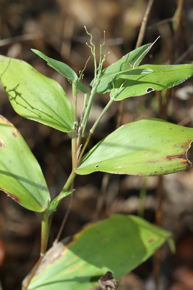 Broadleaf Rosette Grass photo 7