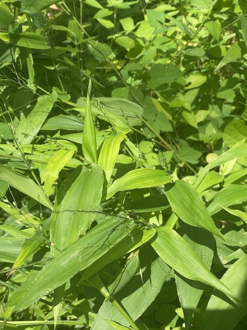 Broadleaf Rosette Grass photo 8