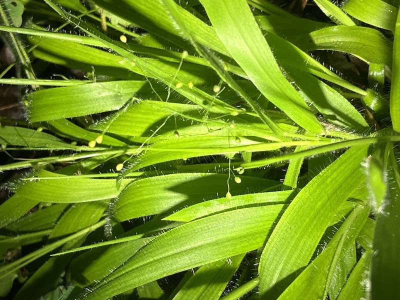 Openflower Rosette Grass