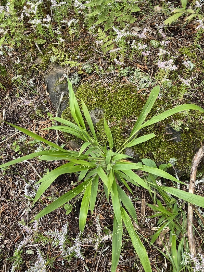 Openflower Rosette Grass photo 2