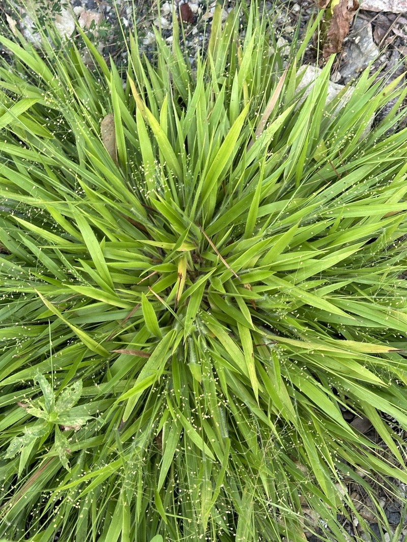 Openflower Rosette Grass photo 3
