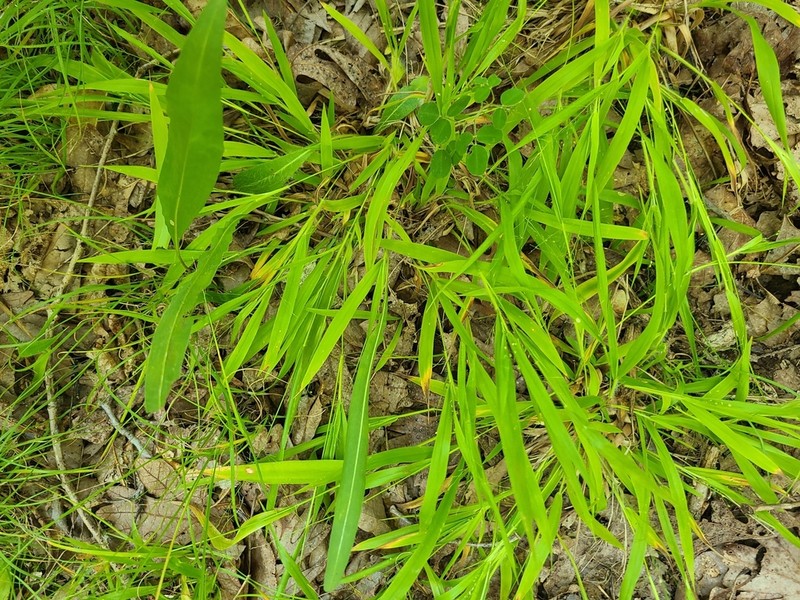 Openflower Rosette Grass photo 4