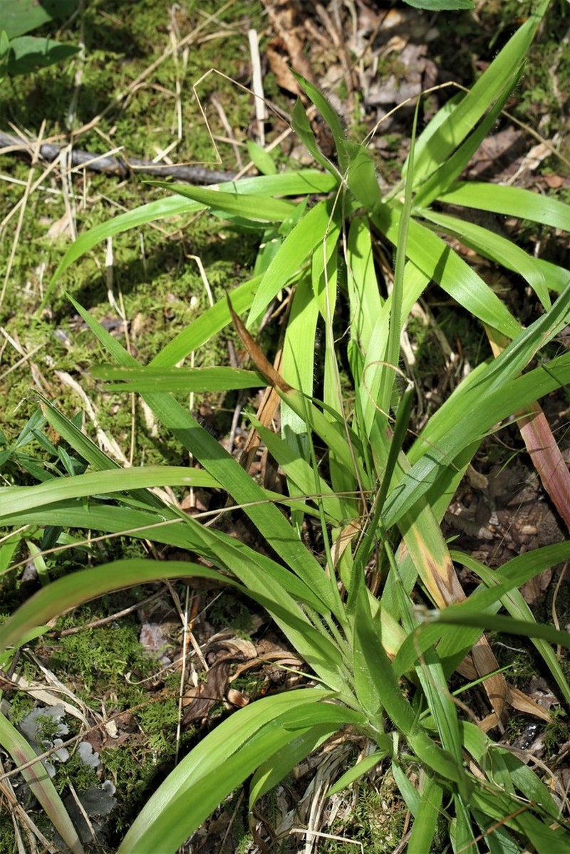 Openflower Rosette Grass photo 5