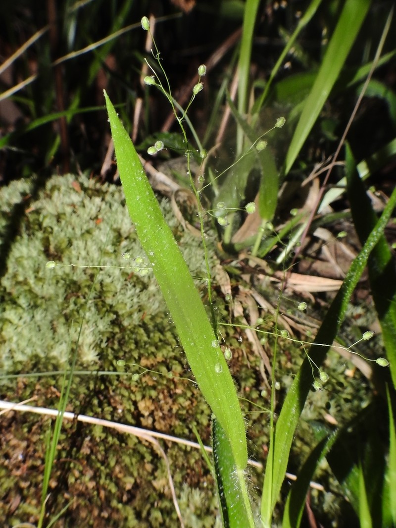 Openflower Rosette Grass photo 6