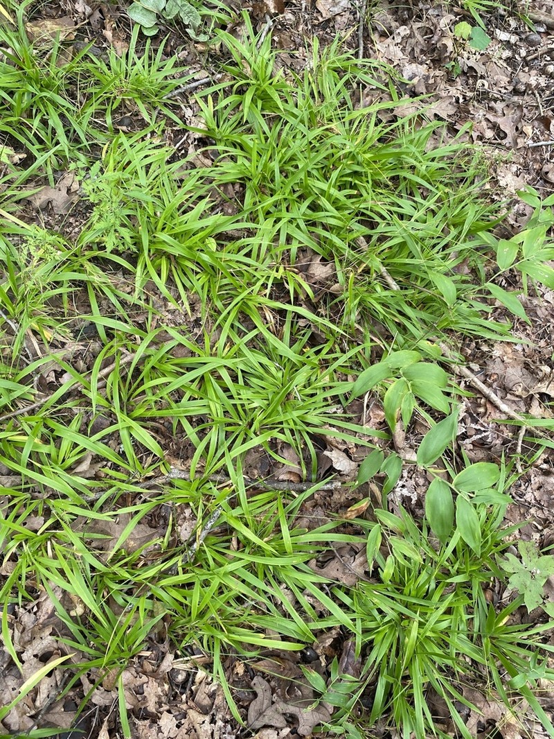 Openflower Rosette Grass photo 7