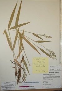 Leiberg's Panicum