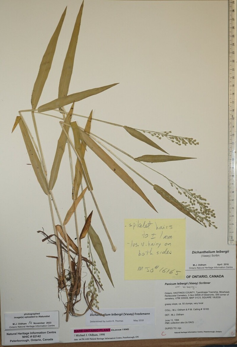 Leiberg's Panicum