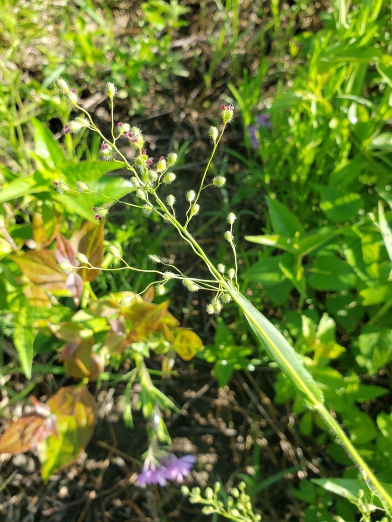 Leiberg's Panicum photo 2