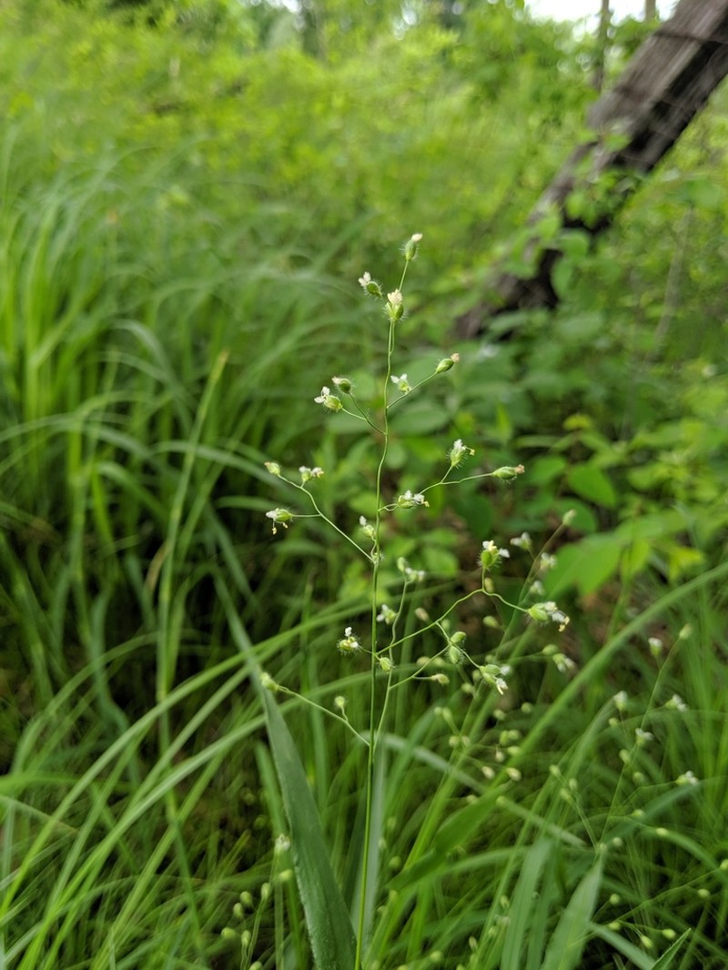Leiberg's Panicum photo 3