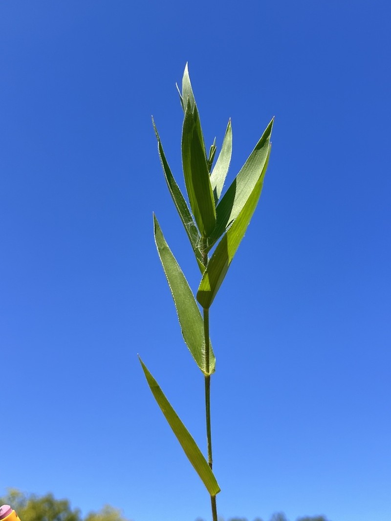 Leiberg's Panicum photo 4