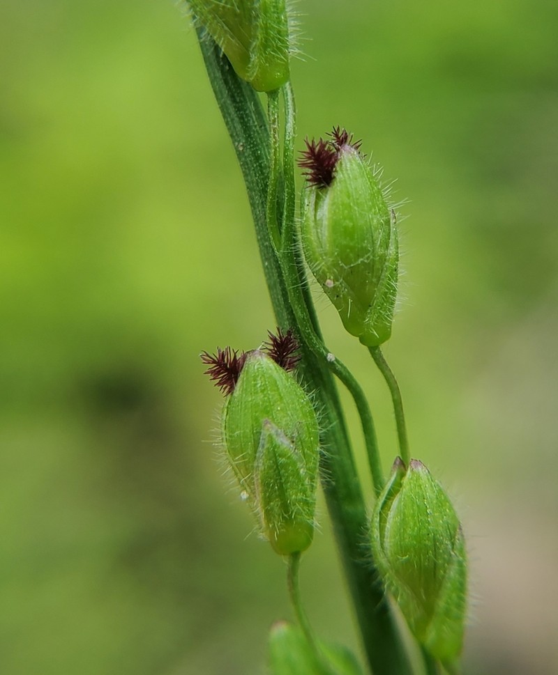 Leiberg's Panicum photo 5